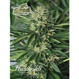 Humboldt Seeds Dr Greenthumb´s Em-Dog By B-Real, feminized, 10ks