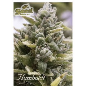 Humboldt Seeds OG Kush Autoflowering, feminized autoflowering, 10ks