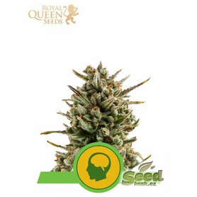 Royal Queen Seeds Amnesia Haze Automatic, feminized autoflowering, 5ks