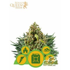 Royal Queen Seeds Autoflowering Outdoor Mix, feminized autoflowering, 3ks