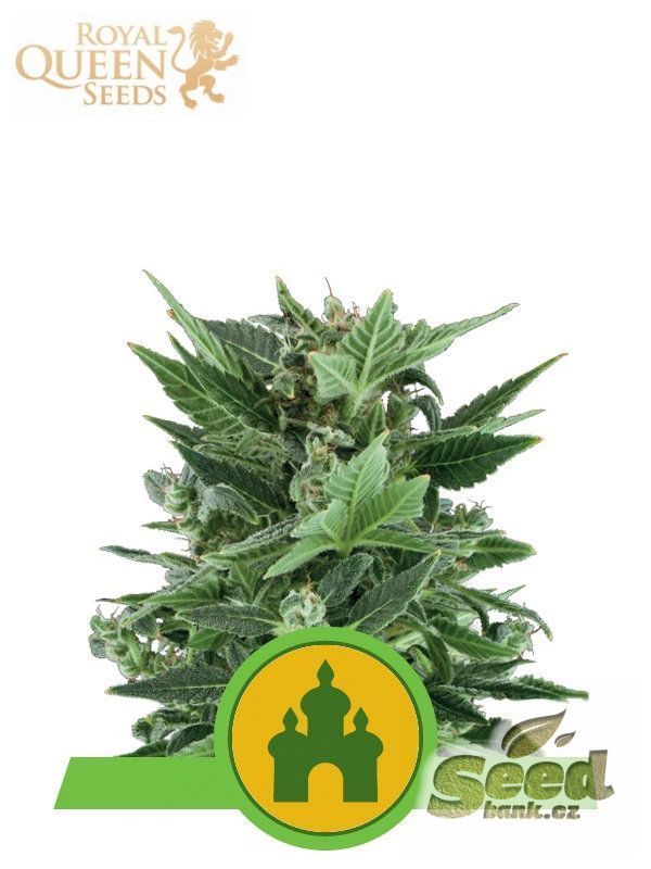 Royal Queen Seeds Autoflowering Outdoor Mix, Feminized Autoflowering, 3ks